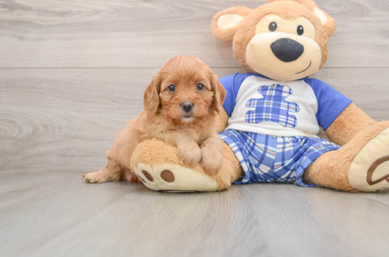 Cute Cavapoo Baby