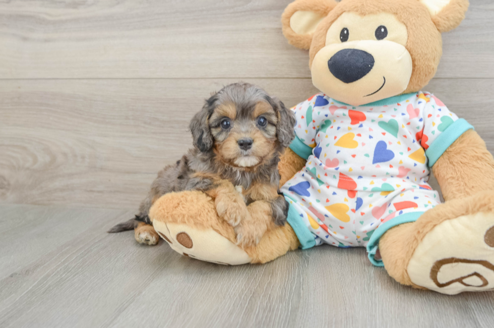 6 week old Cavapoo Puppy For Sale - Seaside Pups