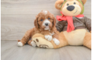 Small Cavapoo Baby