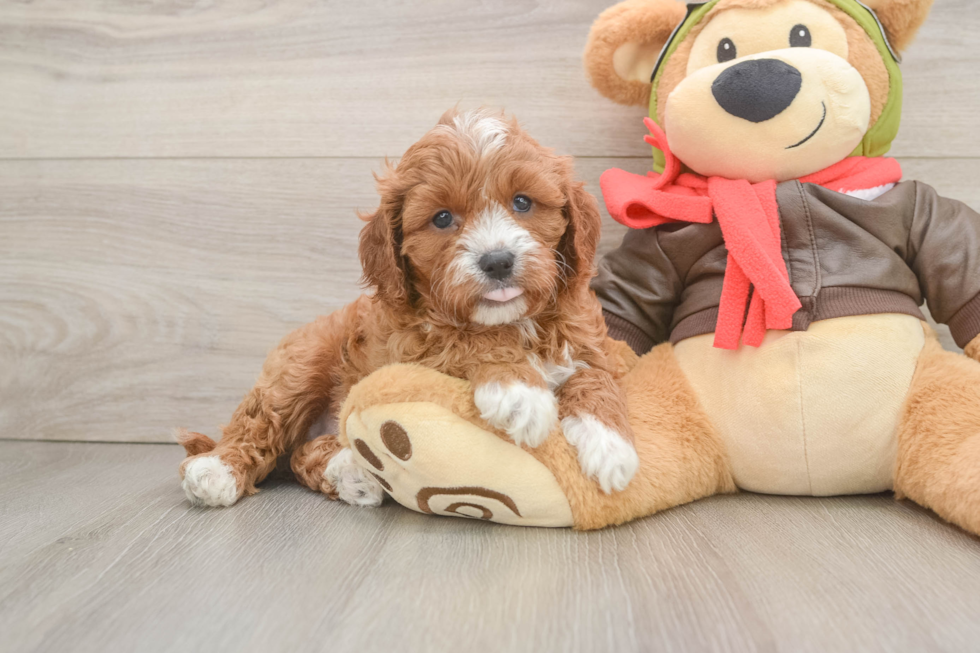 Small Cavapoo Baby