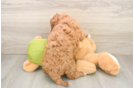 Little Cavipoo Poodle Mix Puppy