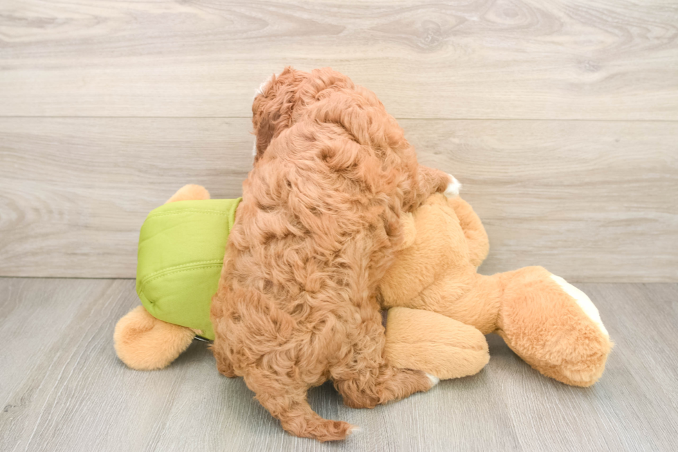 Little Cavipoo Poodle Mix Puppy