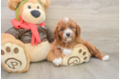 Best Cavapoo Baby