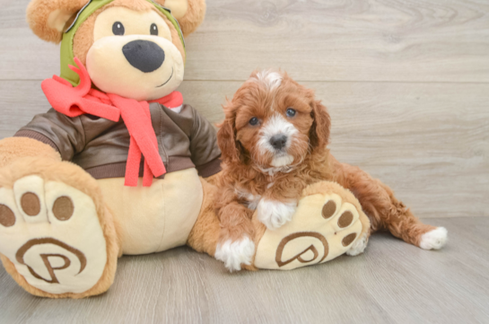 Best Cavapoo Baby