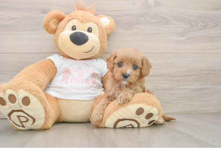 Cavapoo Pup Being Cute