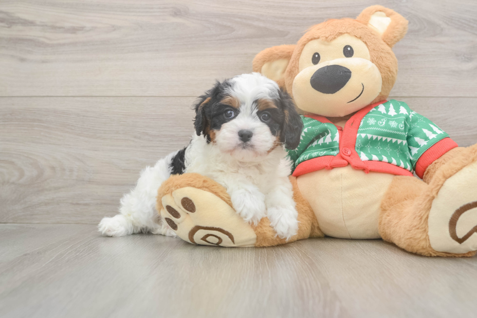 Smart Cavapoo Poodle Mix Pup