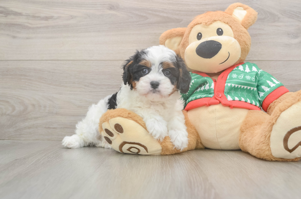 6 week old Cavapoo Puppy For Sale - Seaside Pups