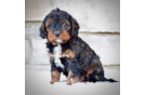 Cavapoo Puppy for Adoption