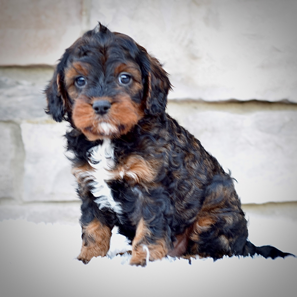 Cavapoo Puppy for Adoption