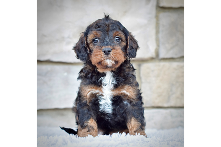 Best Cavapoo Baby
