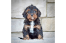 Best Cavapoo Baby