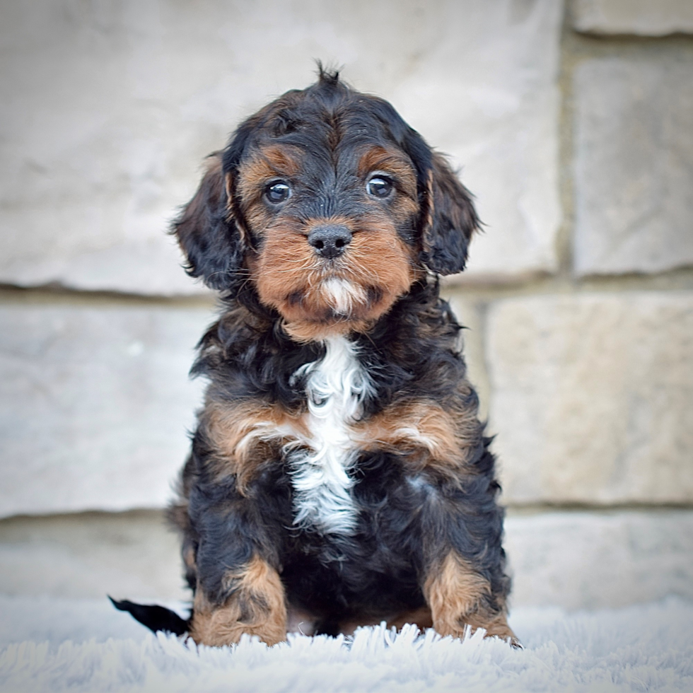 Best Cavapoo Baby