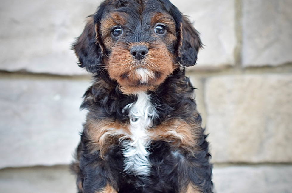 7 week old Cavapoo Puppy For Sale - Seaside Pups