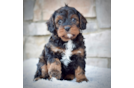 Cute Cavapoo Poodle Mix Pup