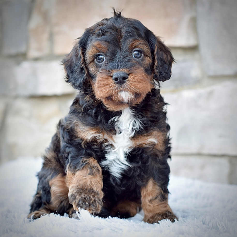 Cute Cavapoo Poodle Mix Pup