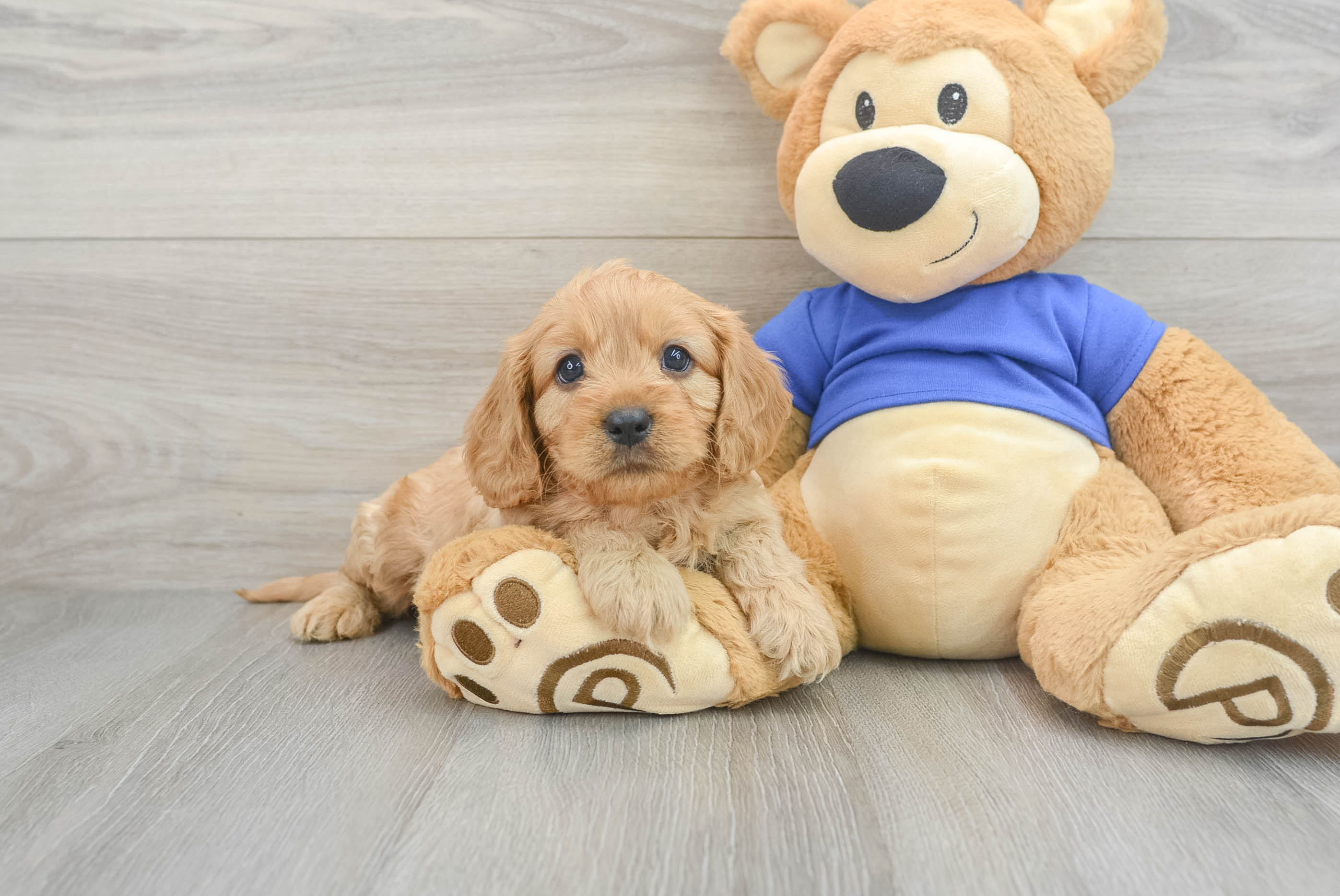 Energetic Cavoodle Poodle Mix Puppy