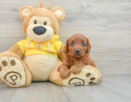 8 week old Cavapoo Puppy For Sale - Seaside Pups