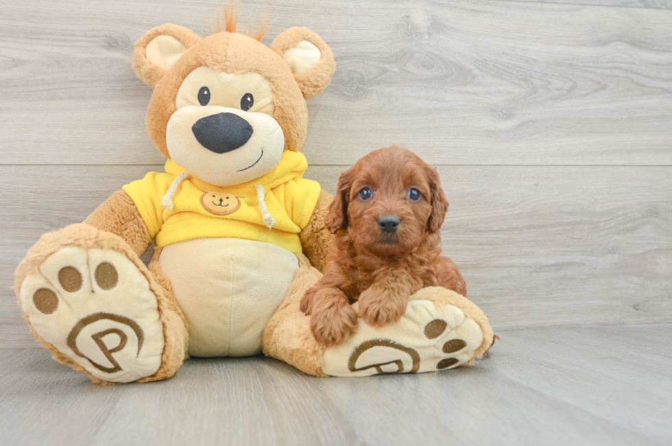 8 week old Cavapoo Puppy For Sale - Seaside Pups