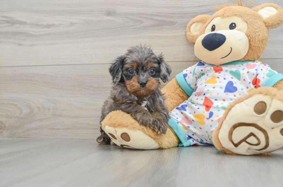 6 week old Cavapoo Puppy For Sale - Seaside Pups