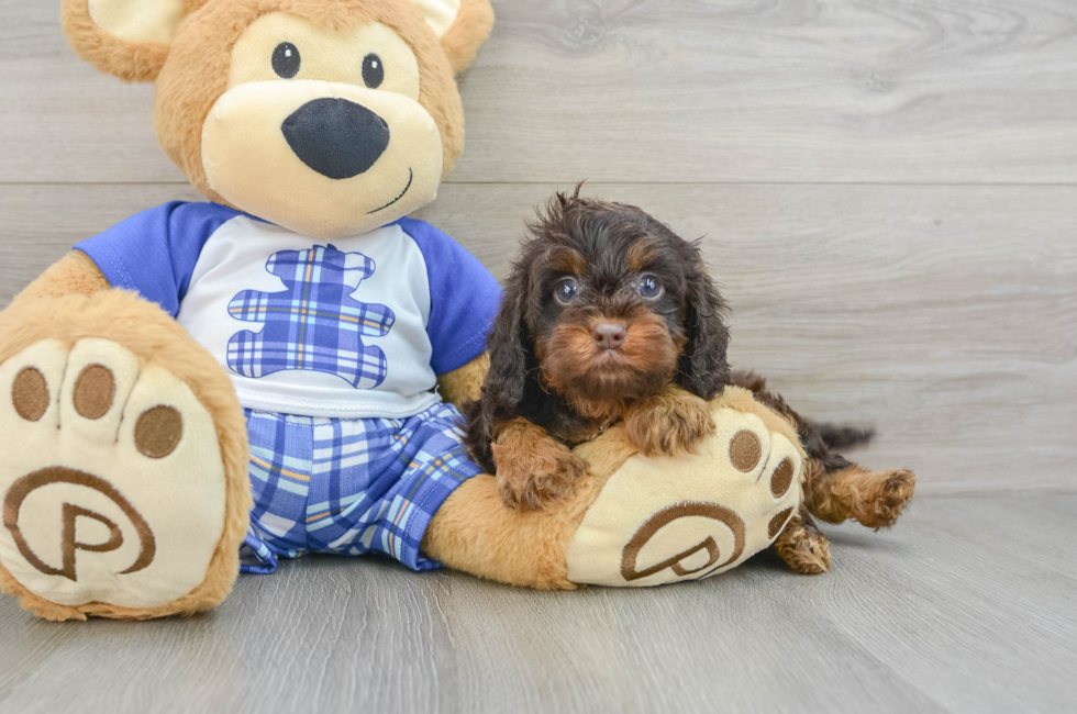 6 week old Cavapoo Puppy For Sale - Seaside Pups