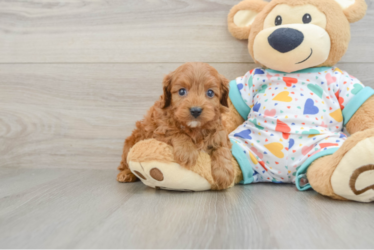 Cavapoo Puppy for Adoption