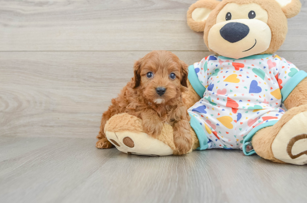 6 week old Cavapoo Puppy For Sale - Seaside Pups