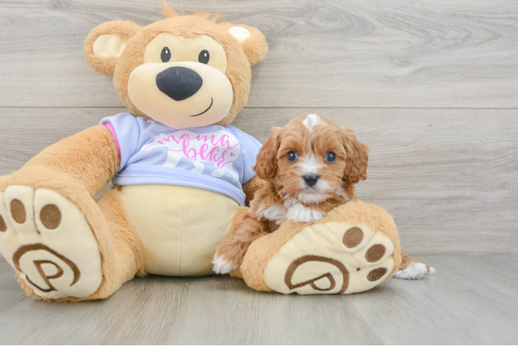 Cavapoo Pup Being Cute