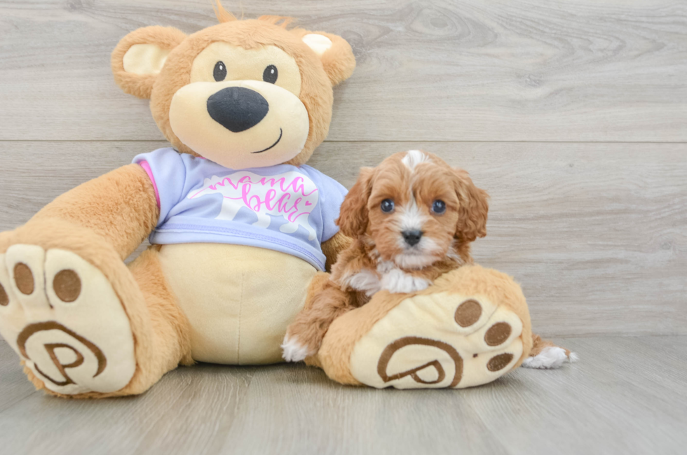 5 week old Cavapoo Puppy For Sale - Seaside Pups