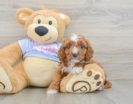 8 week old Cavapoo Puppy For Sale - Seaside Pups