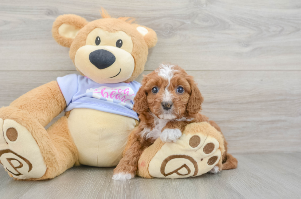 6 week old Cavapoo Puppy For Sale - Seaside Pups