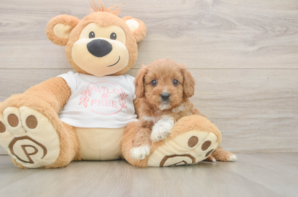 5 week old Cavapoo Puppy For Sale - Seaside Pups