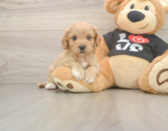 7 week old Cavapoo Puppy For Sale - Seaside Pups