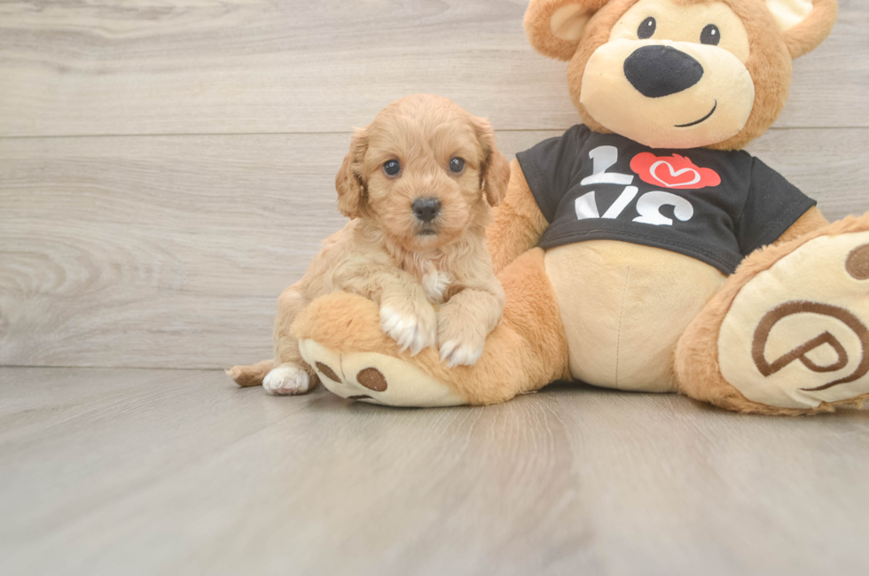 5 week old Cavapoo Puppy For Sale - Seaside Pups