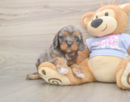 8 week old Cavapoo Puppy For Sale - Seaside Pups