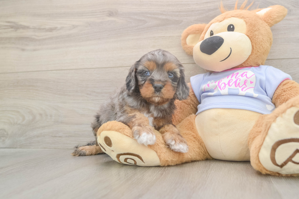 Meet Donnie - our Cavapoo Puppy Photo  1/3 - Seaside Pups Small Cavapoo Baby