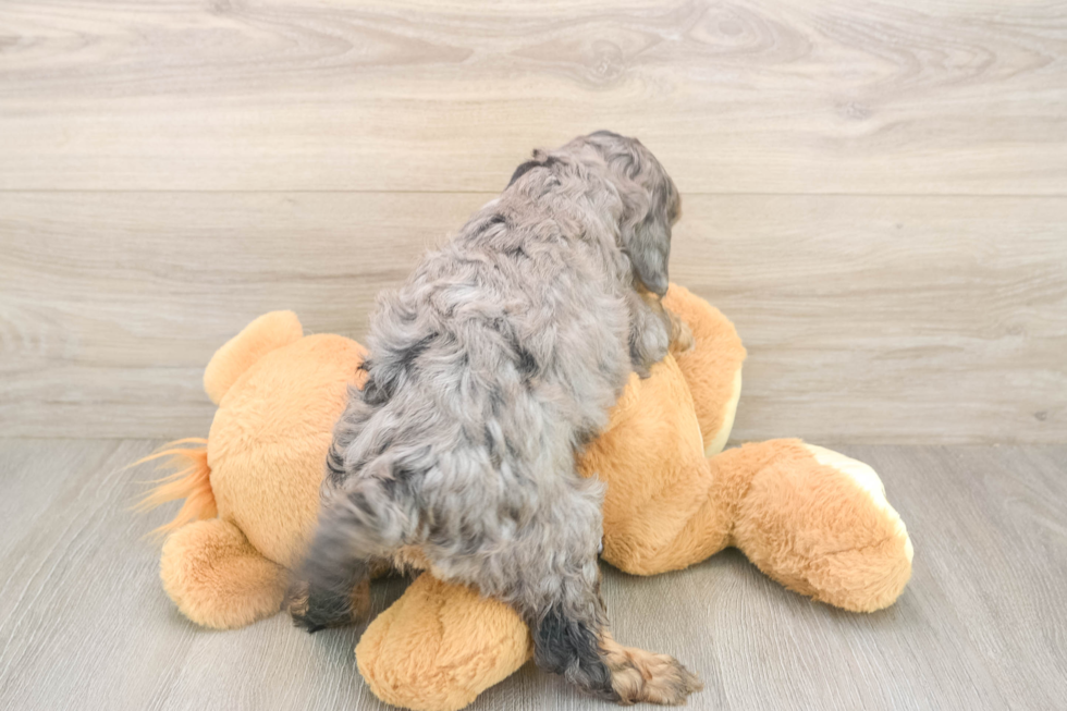 Meet Donnie - our Cavapoo Puppy Photo  3/3 - Seaside Pups Adorable Cavalier King Charles Spaniel and Poodle Mix Poodle Mix Puppy