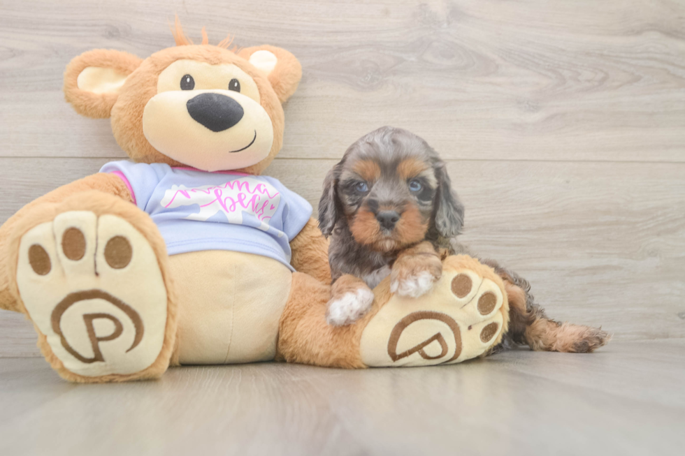Meet Donnie - our Cavapoo Puppy Photo  2/3 - Seaside Pups Cavapoo Pup Being Cute