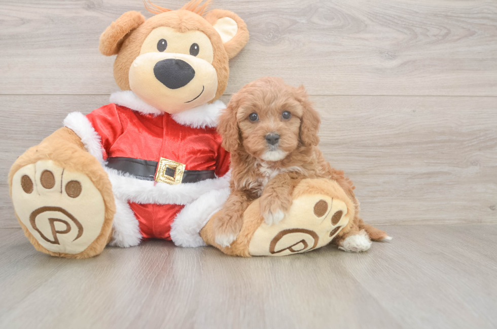 5 week old Cavapoo Puppy For Sale - Seaside Pups