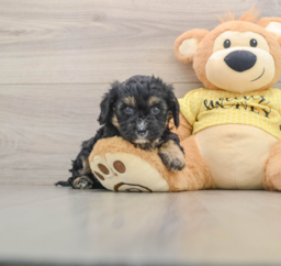 7 week old Cavapoo Puppy For Sale - Seaside Pups