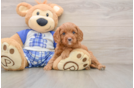 Playful Cavapoodle Poodle Mix Puppy