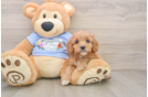Smart Cavapoo Poodle Mix Pup