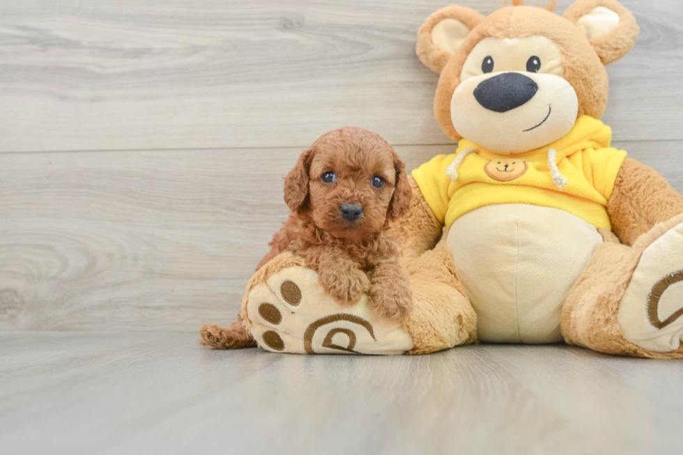 Adorable Cavalier King Charles Spaniel and Poodle Mix Poodle Mix Puppy