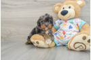 Cavapoo Puppy for Adoption