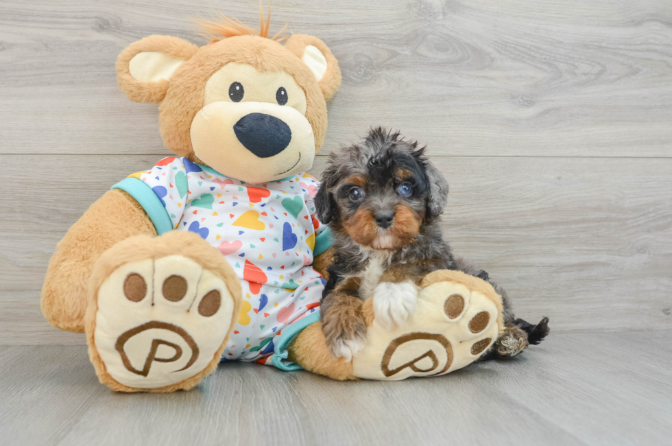 6 week old Cavapoo Puppy For Sale - Seaside Pups