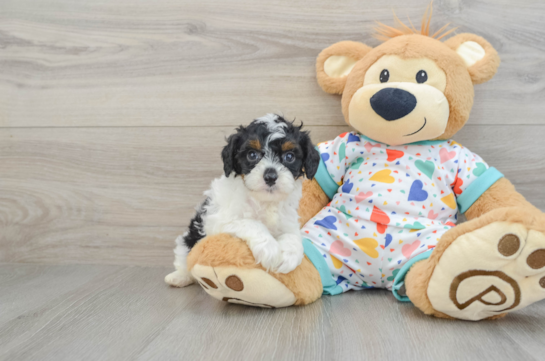 Little Cavipoo Poodle Mix Puppy