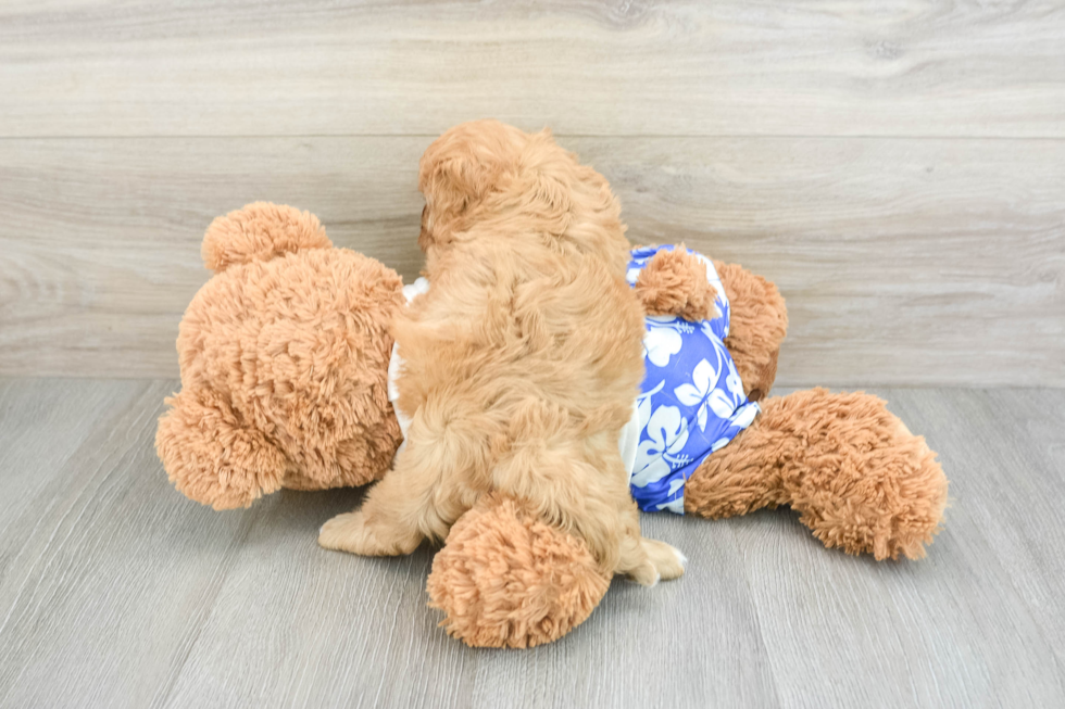 Friendly Cavapoo Baby