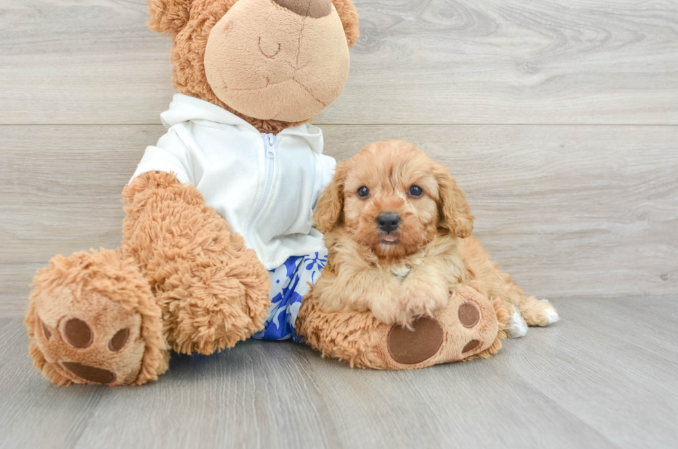 6 week old Cavapoo Puppy For Sale - Seaside Pups