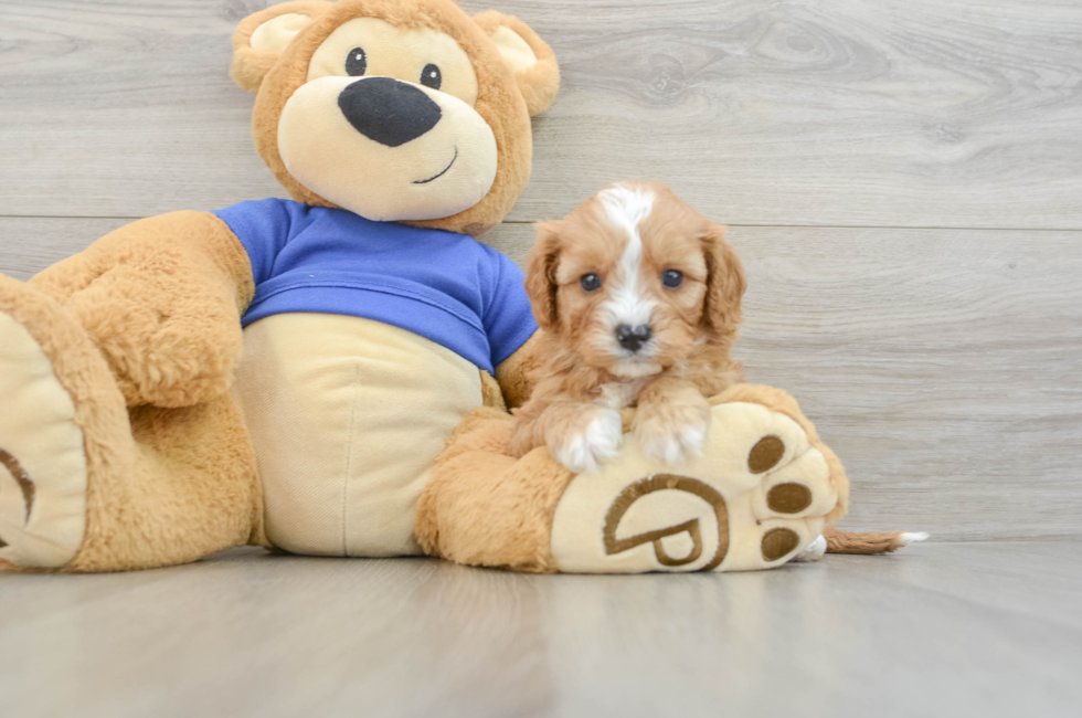 6 week old Cavapoo Puppy For Sale - Seaside Pups