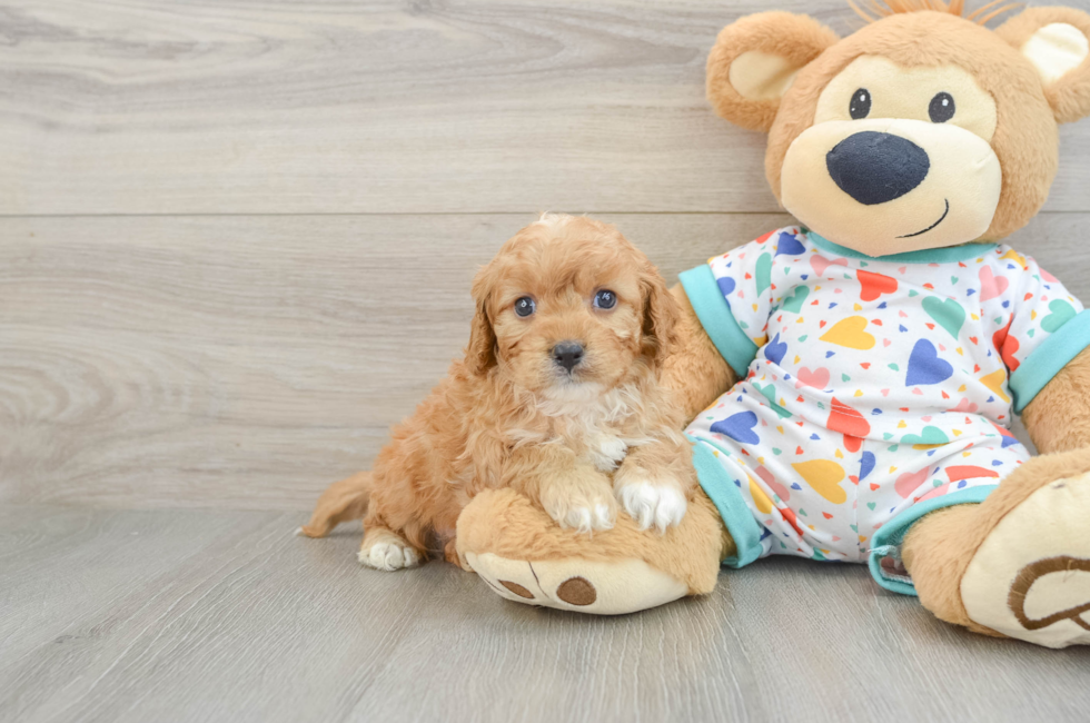 6 week old Cavapoo Puppy For Sale - Seaside Pups