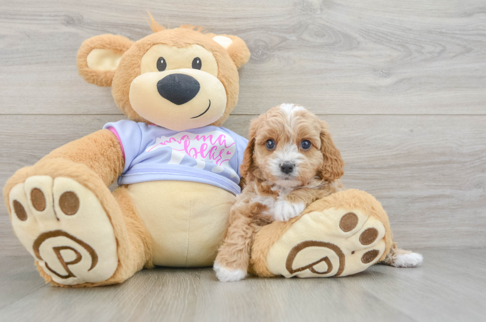 5 week old Cavapoo Puppy For Sale - Seaside Pups
